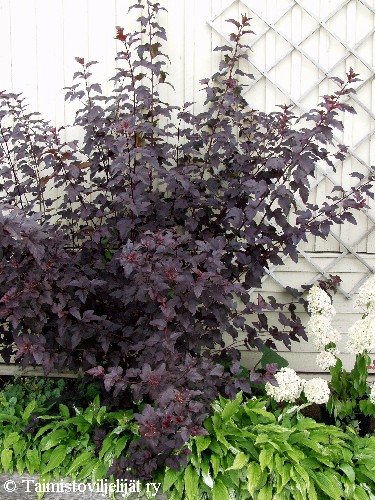 Physocarpus opulifolius 'Diabolo'
